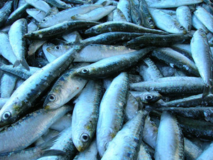 pesce-azzurro-rischio