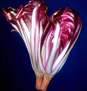 1197986624radicchio-rosso-treviso